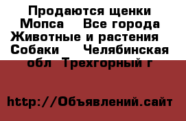 Продаются щенки Мопса. - Все города Животные и растения » Собаки   . Челябинская обл.,Трехгорный г.